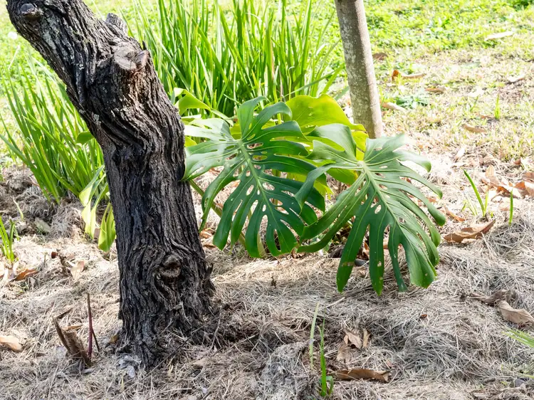 Sixth view of Homely house listing, 13 Balmer Avenue, Lismore Heights NSW 2480