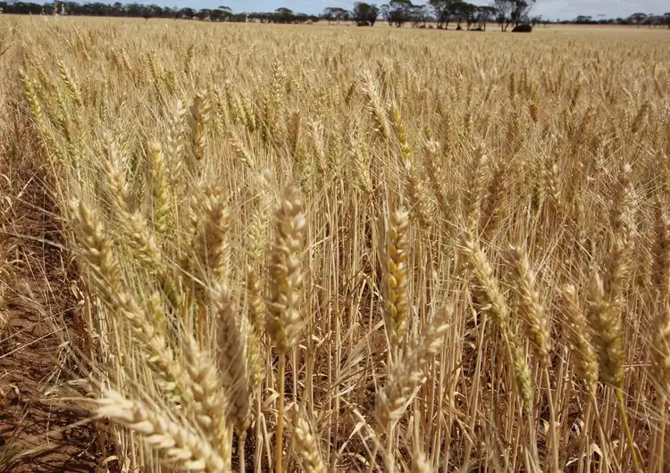 Third view of Homely land listing, Lot 20 Kondinin - Narembeen Road, South Kumminin WA 6368