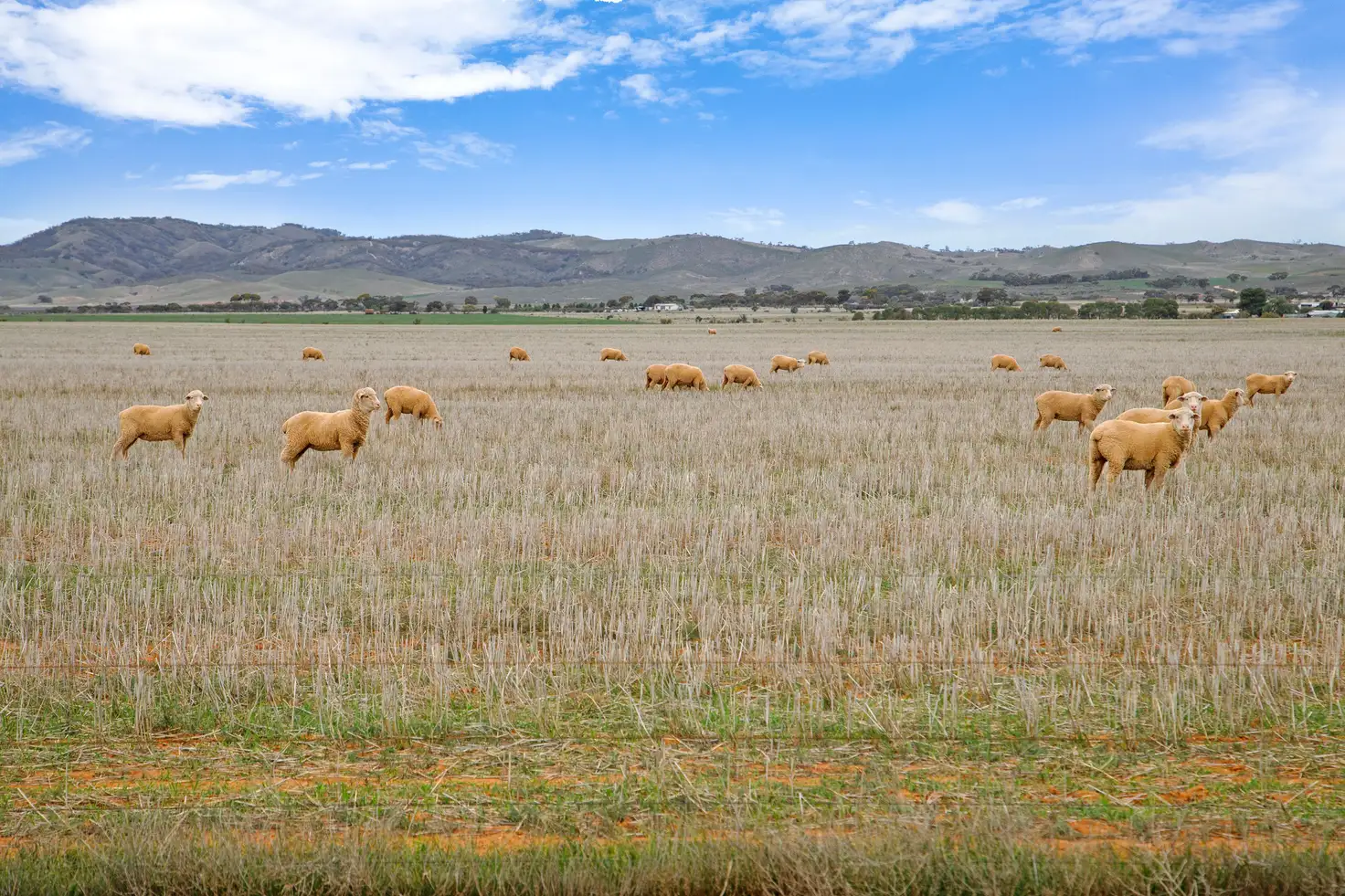 Main view of Homely rural property listing, 'Cambalee' Minburra Road, Orroroo SA 5431