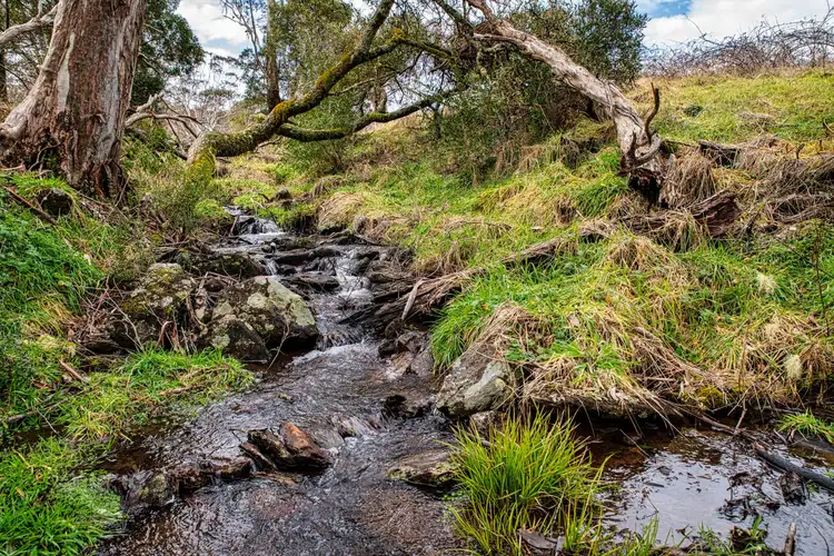 Seventh view of Homely rural property listing, 6424 Waterfall Way, Deer Vale, Dorrigo NSW 2453