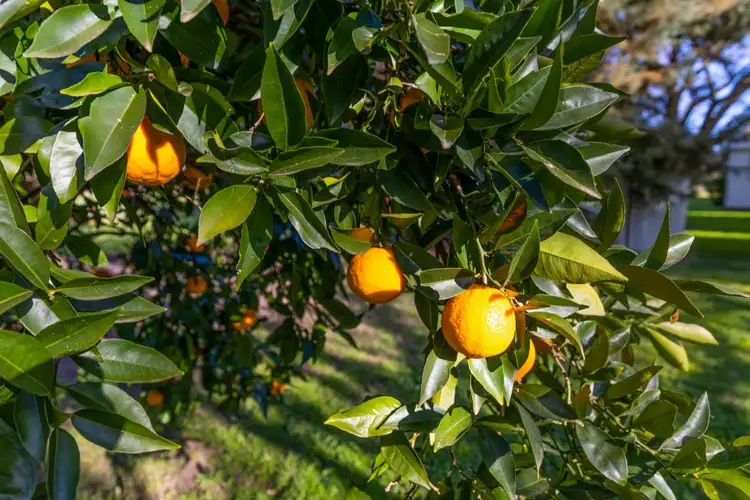 Fifth view of Homely rural property listing, Address available on request