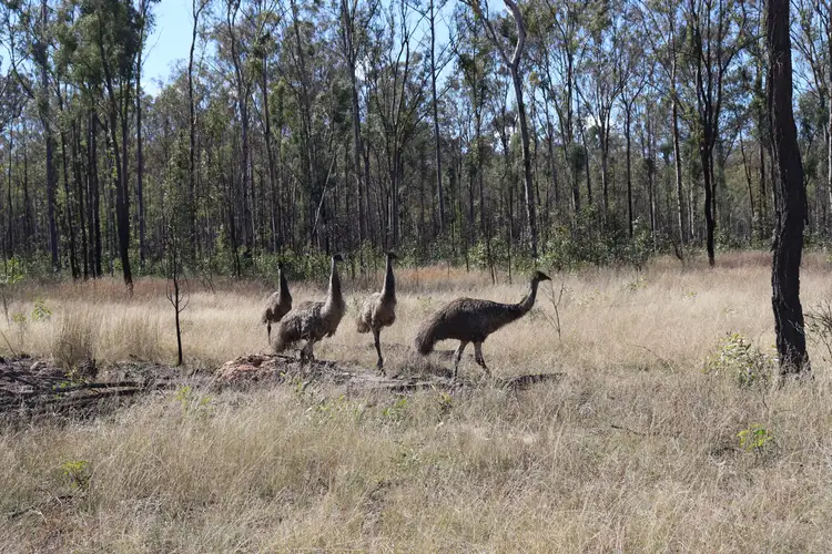 Third view of Homely rural property listing, 7001 Mundubbera Durong Road, Boondooma QLD 4613