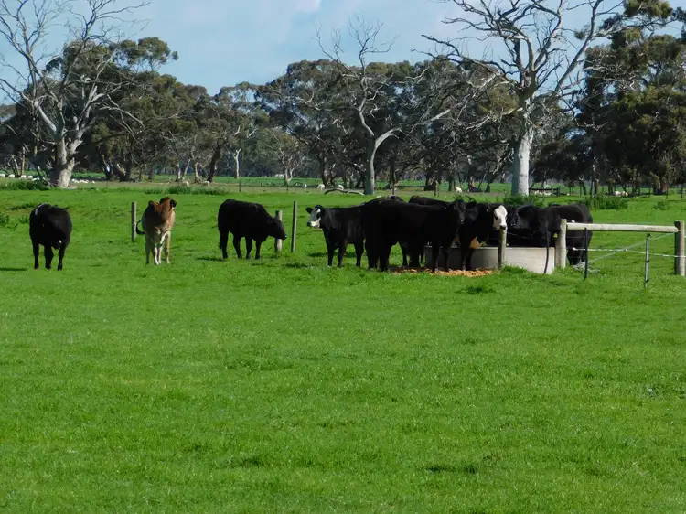 Fourth view of Homely rural property listing, 1878 Cannawigara Road, Bordertown SA 5268