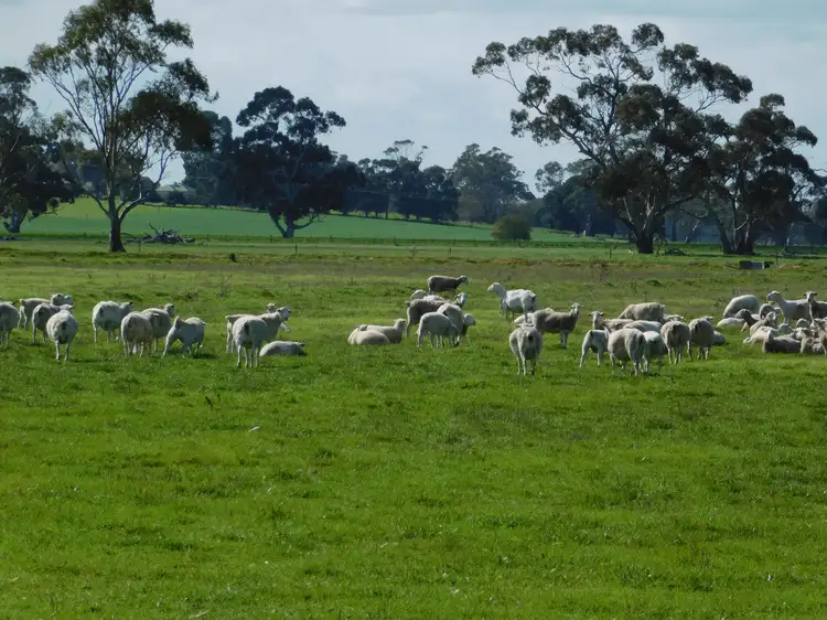 Fifth view of Homely rural property listing, 1878 Cannawigara Road, Bordertown SA 5268
