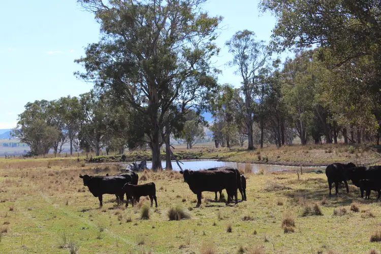 Second view of Homely rural property listing, 128 Homan Road, Killarney QLD 4373