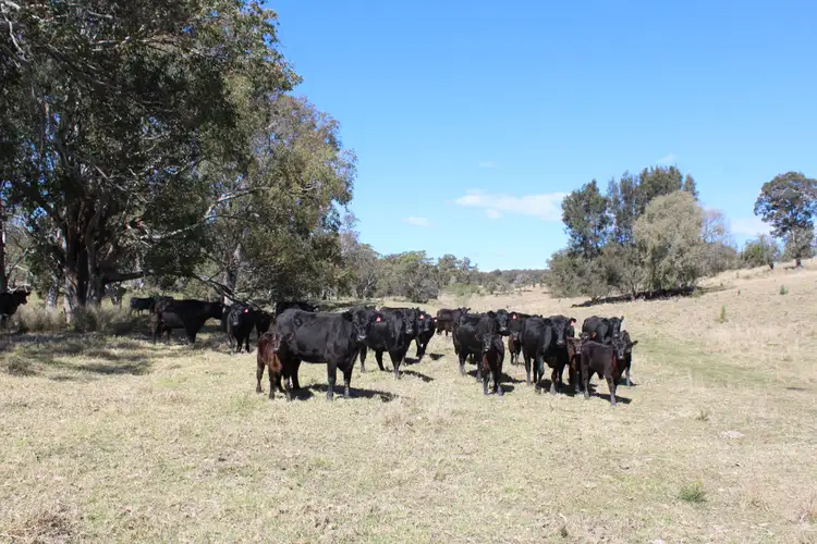 Third view of Homely rural property listing, 128 Homan Road, Killarney QLD 4373