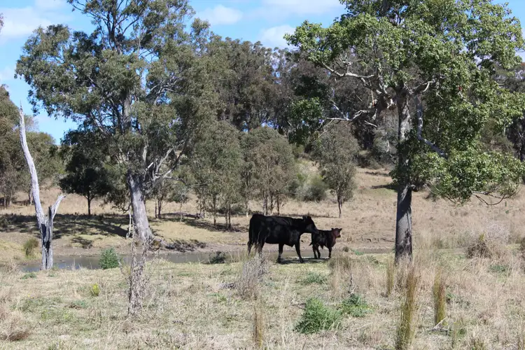 Seventh view of Homely rural property listing, 128 Homan Road, Killarney QLD 4373