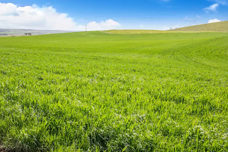 Sixth view of Homely rural property listing, 'Hills Block' Gants Hill Road, Riverton SA 5412