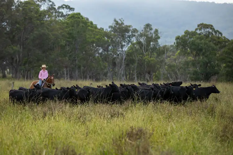Third view of Homely rural property listing, 1259 Bald Rock Road, Tenterfield NSW 2372