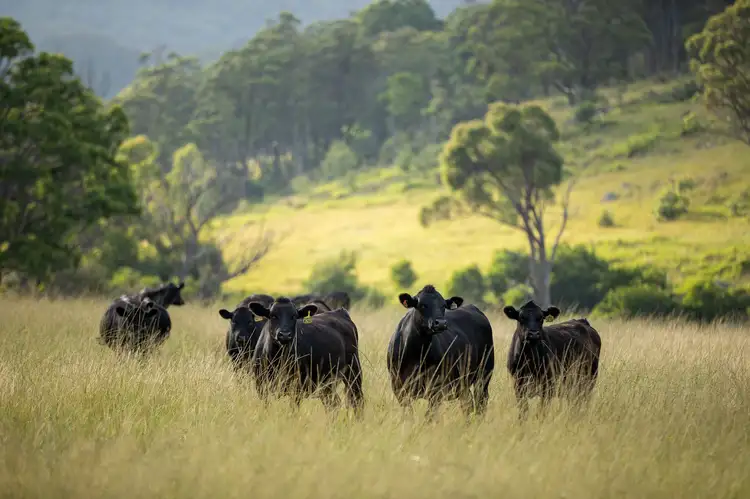 Fourth view of Homely rural property listing, 1259 Bald Rock Road, Tenterfield NSW 2372