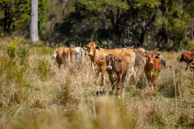 Third view of Homely rural property listing, Lot 2/948 Aherns Road, Conondale QLD 4552