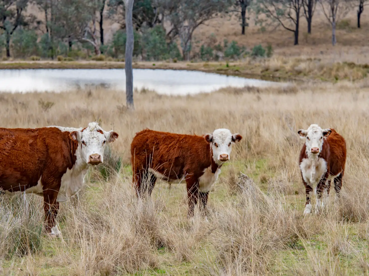 Main view of Homely rural property listing, 4813 Killarney Gap Road, Narrabri NSW 2390