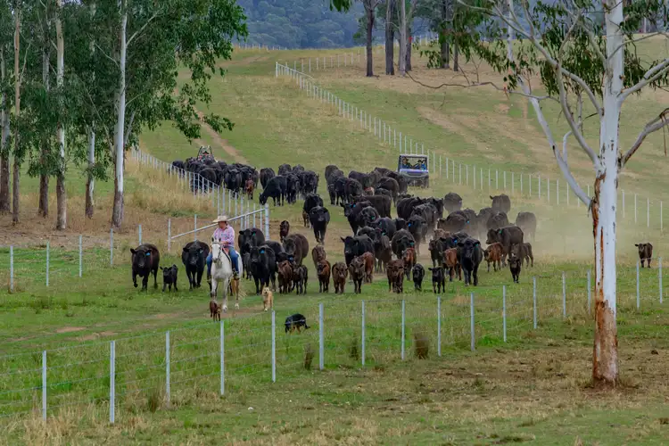 Fourth view of Homely rural property listing, 276 Farm Road, Bonalbo NSW 2469