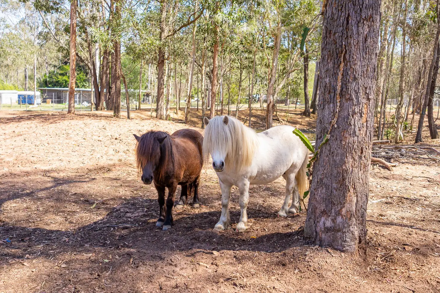 Main view of Homely house listing, 69-75 Braemar Road, North Maclean QLD 4280