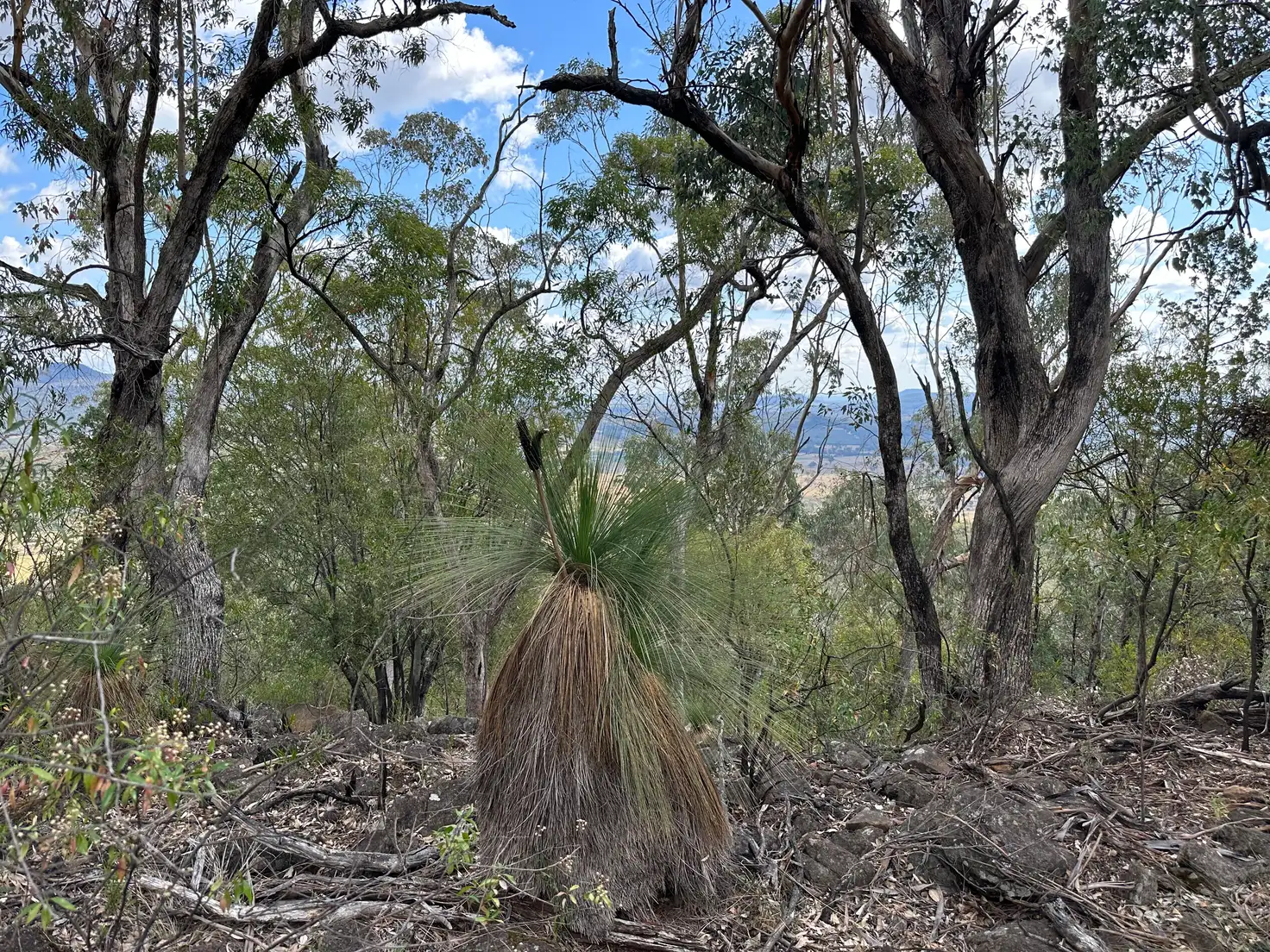 Main view of Homely rural property listing, "Mountain View", Berrigal NSW 2390