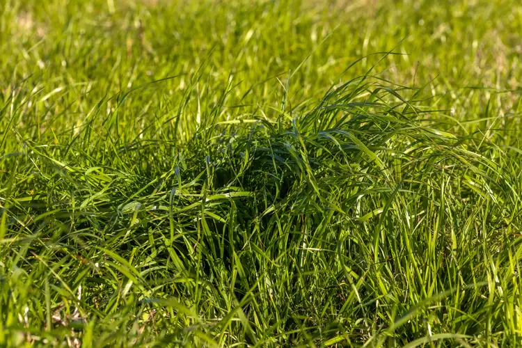 Seventh view of Homely rural property listing, 9 Blacks Lane, Ghinni Ghinni NSW 2430