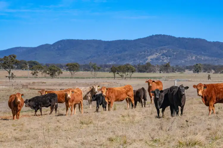 Second view of Homely rural property listing, 964A Bruxner Highway, Tenterfield NSW 2372
