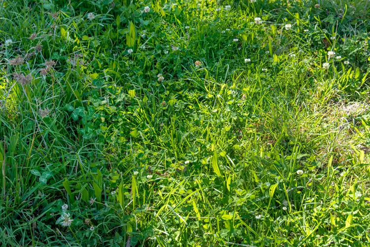 Fourth view of Homely rural property listing, 964A Bruxner Highway, Tenterfield NSW 2372