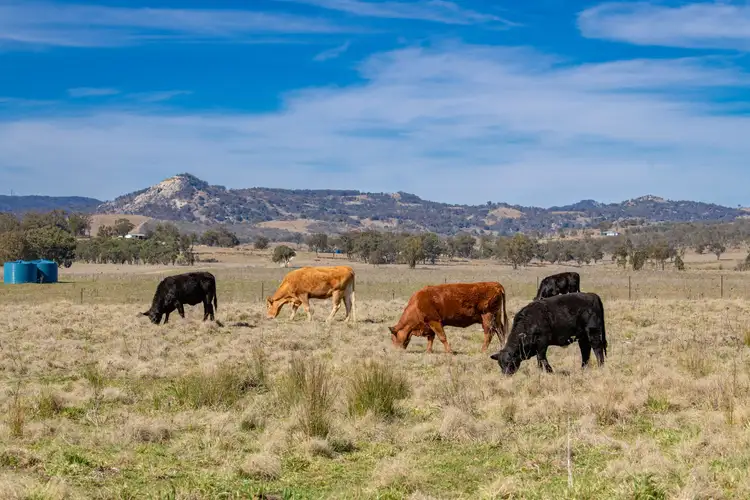 Seventh view of Homely rural property listing, 964A Bruxner Highway, Tenterfield NSW 2372