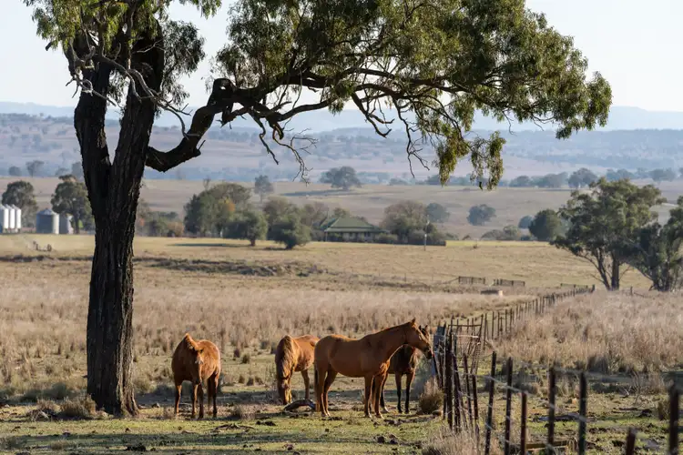 Sixth view of Homely rural property listing, 1560 Summerhill Road, Cassilis NSW 2329