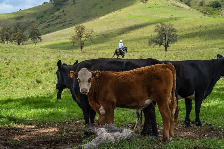 Fourth view of Homely rural property listing, 449 Glen William Road, Glen William NSW 2321