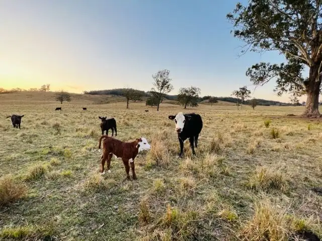 Seventh view of Homely rural property listing, 449 Glen William Road, Glen William NSW 2321