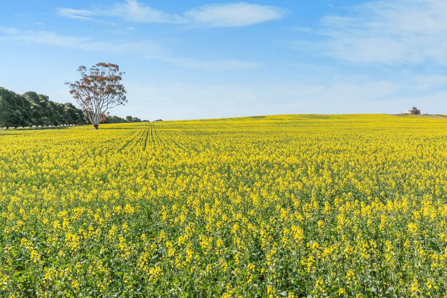 Main view of Homely rural property listing, 'Mangala' Carls Road, Mannanarie SA 5422