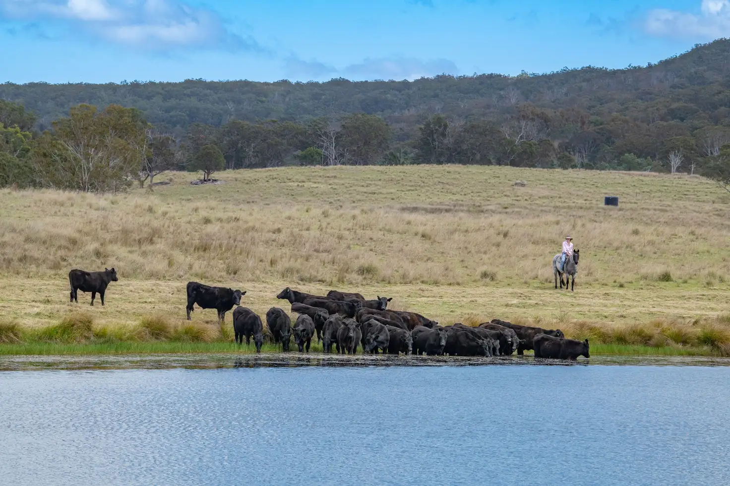 Main view of Homely rural property listing, 2792 Old Stanthorpe Road, Dalveen QLD 4374