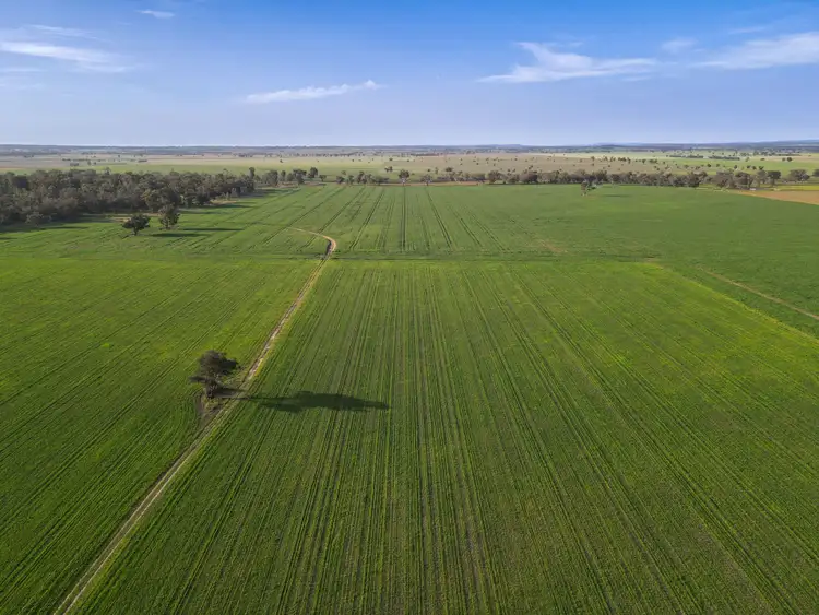 Fifth view of Homely rural property listing, 11025 "Lima" The Escort Way, Forbes NSW 2871