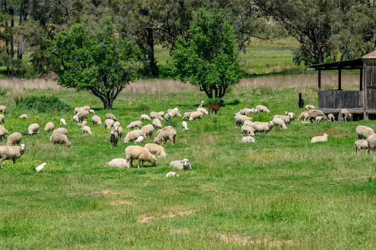 Sixth view of Homely rural property listing, 1124 WARKTON Road, Coonabarabran NSW 2357