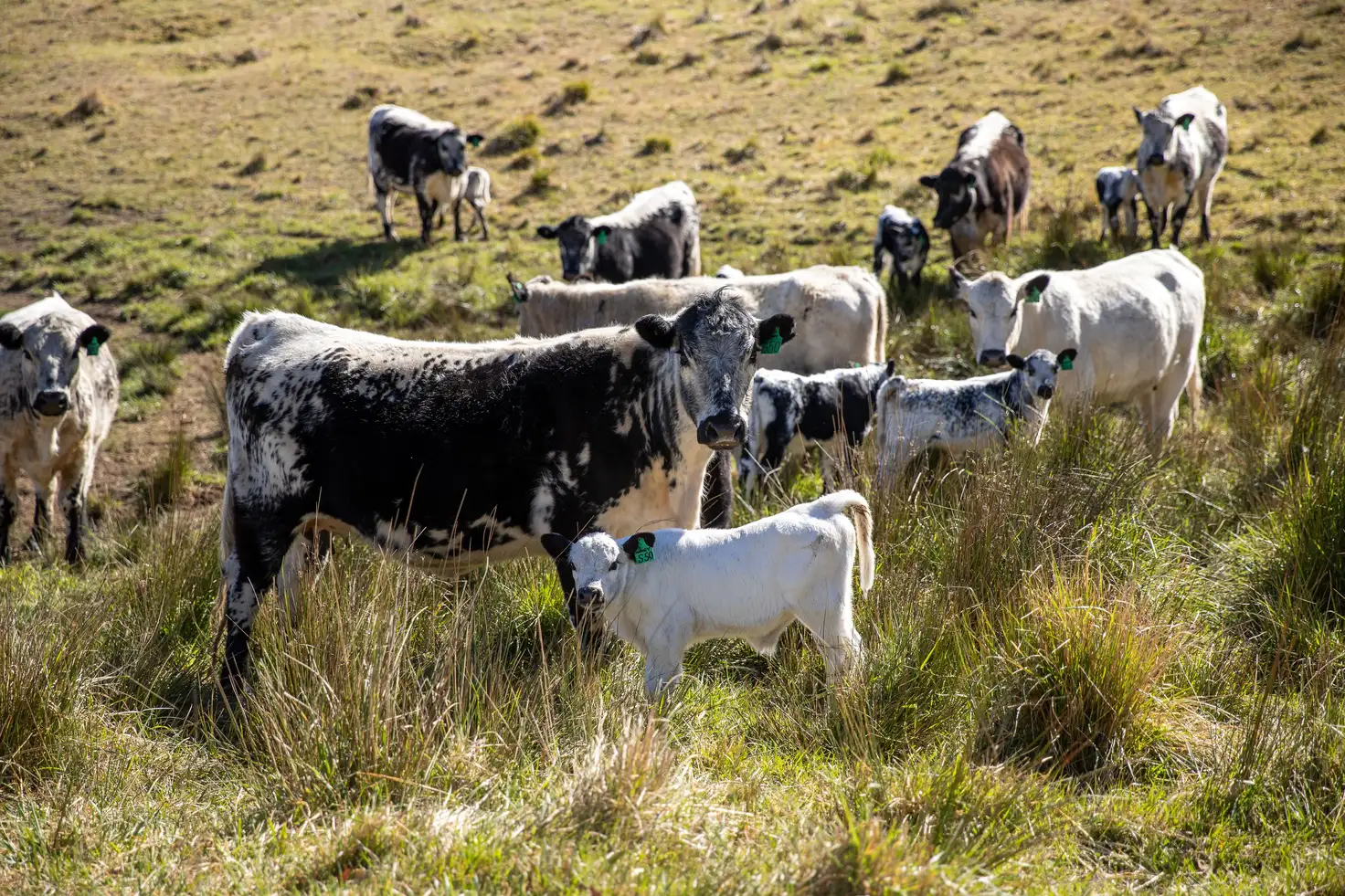 Main view of Homely rural property listing, 599 Oaklands Road, Yarrowitch NSW 2354