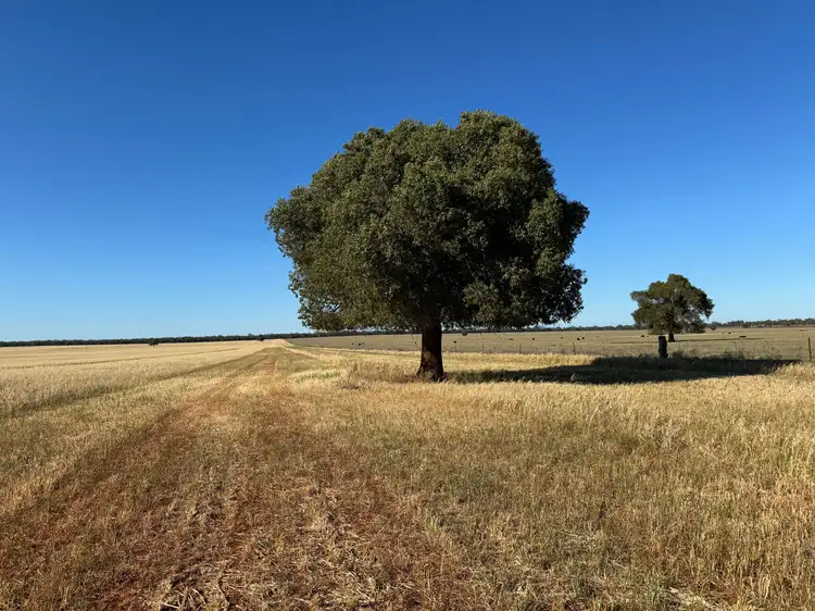 Second view of Homely rural property listing, 'Boree Glen' 456 Whymarks Lane, Tullibigeal NSW 2669