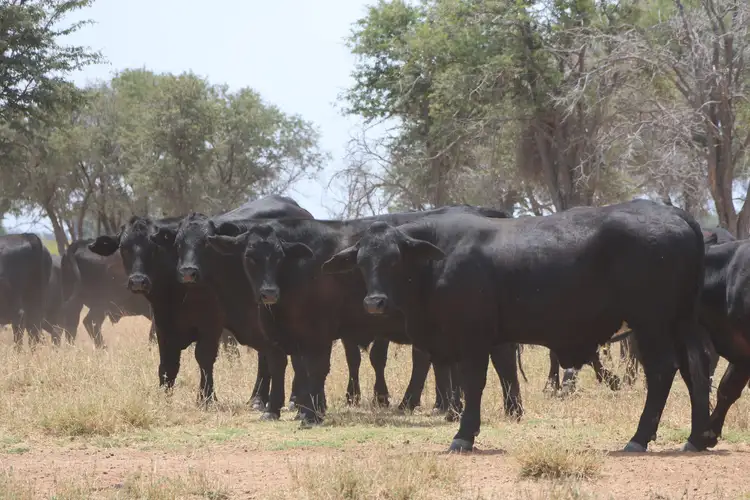 Second view of Homely rural property listing, 2085 Blackall Jericho Road, Blackall QLD 4472