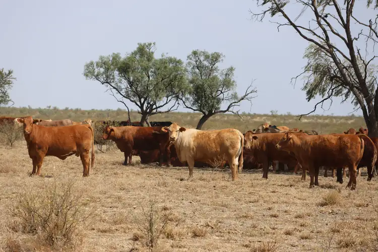 Fourth view of Homely rural property listing, 2085 Blackall Jericho Road, Blackall QLD 4472