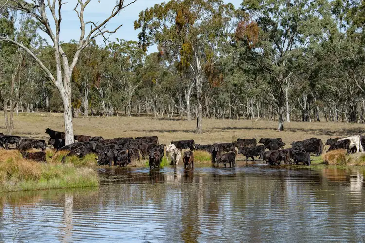 306A Geyers Road, Tenterfield NSW 2372