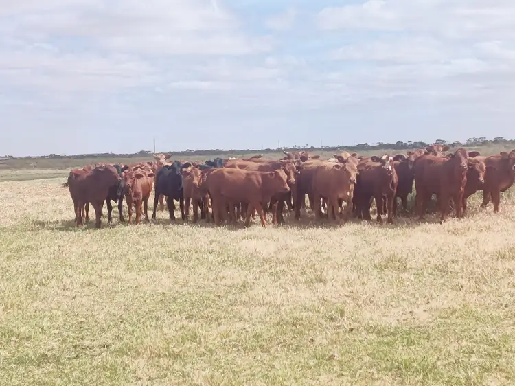 2648 Springdale Road