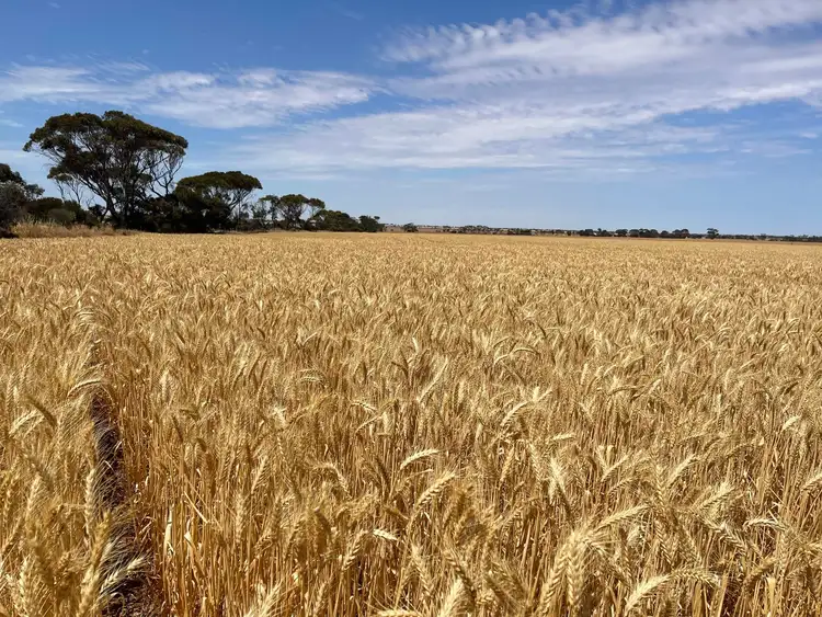 Third view of Homely rural property listing, 181,182,183 & 235 Rodda Road, Boors Plain SA 5554