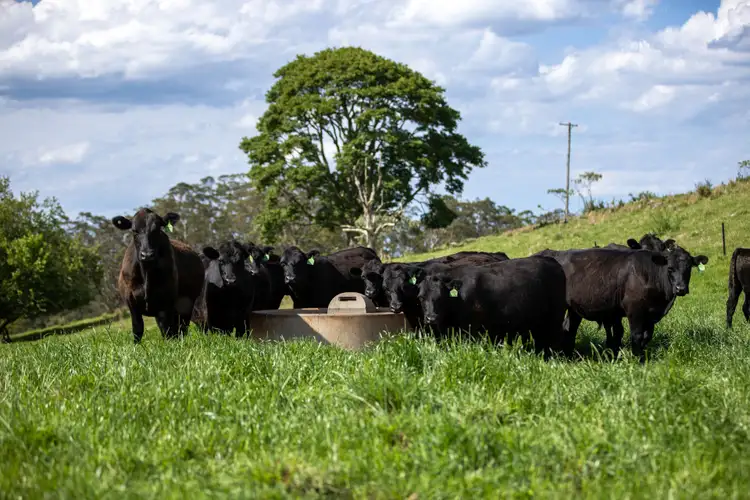 Sixth view of Homely rural property listing, 4690 Waterfall Way, Fernbrook, Dorrigo NSW 2453