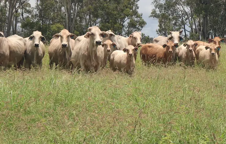 Main view of Homely rural property listing, 2097 Coonambula Road, Mundubbera QLD 4626