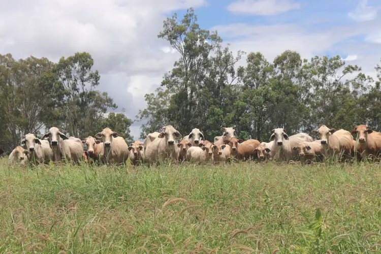 Seventh view of Homely rural property listing, 2097 Coonambula Road, Mundubbera QLD 4626