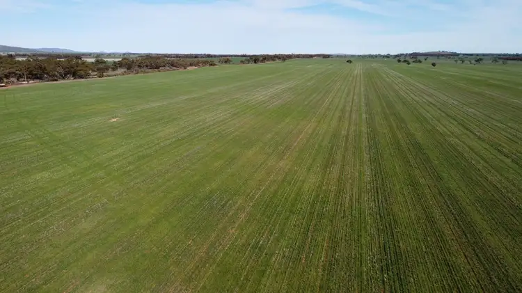 Main view of Homely rural property listing, 'Twigden' McCallum Road, Booleroo Centre SA 5482