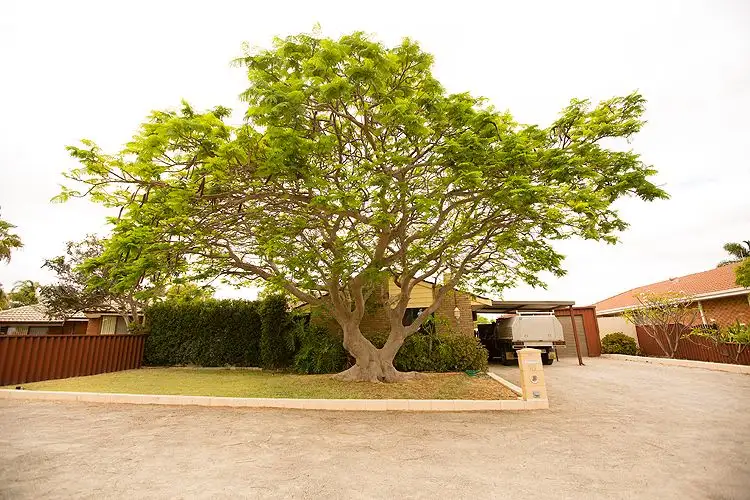 Main view of Homely house listing, 16 Jabiru Way, Waggrakine WA 6530