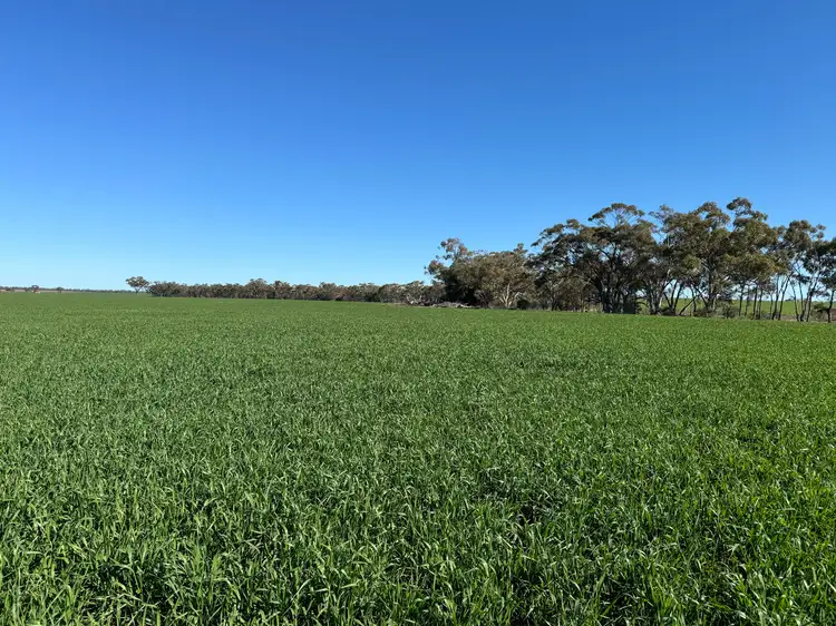 Main view of Homely rural property listing, 787 Babinda Fire Trail, Hermidale NSW 2831