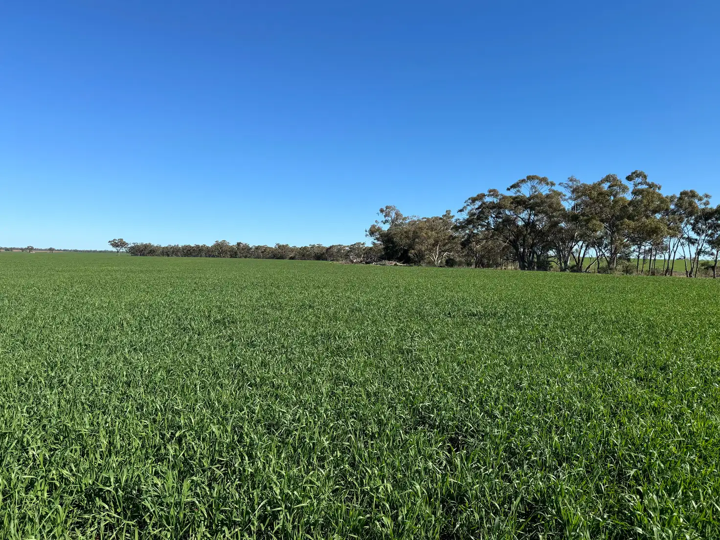 Main view of Homely rural property listing, 787 Babinda Fire Trail, Hermidale NSW 2831