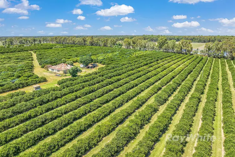 Fourth view of Homely rural property listing, ''Belltrees'' 75 Little Forest Lane, Barham NSW 2732