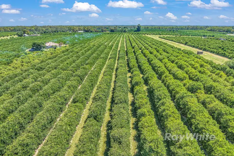 Fifth view of Homely rural property listing, ''Belltrees'' 75 Little Forest Lane, Barham NSW 2732