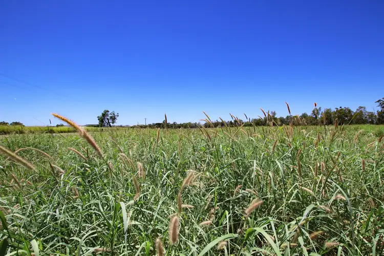 Fourth view of Homely rural property listing, 'Sheildoo' 11526 Dawson Highway, Dakenba QLD 4715