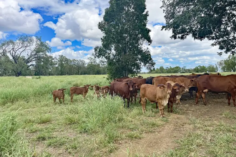 Sixth view of Homely rural property listing, 'Sheildoo' 11526 Dawson Highway, Dakenba QLD 4715