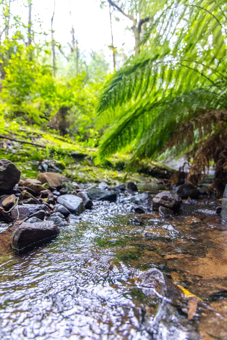 Lot 4 Braidwood Road, Sassafras NSW 2622