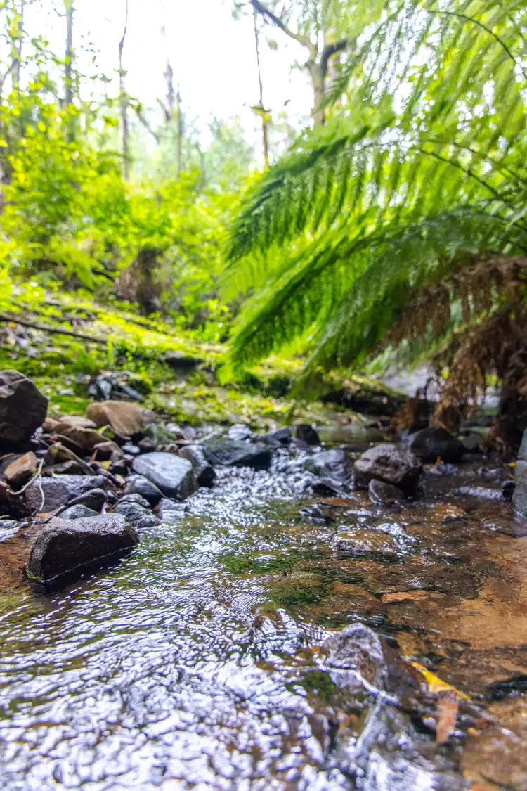 Sixth view of Homely rural property listing, Lot 4 Braidwood Road, Sassafras NSW 2622